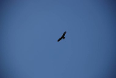 Altın Kartal yüksekten masmavi gökyüzünde uçuyor