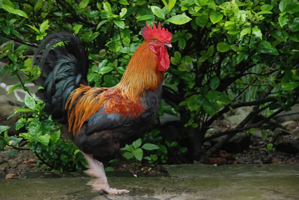 Zeer Heldere Kleurrijke Haan Wandelingen Boerderij Buurt Van Volwassen Struiken — Stockfoto