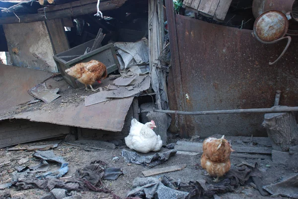 Hühner Leben Sommer Zerstörten Haus — Stockfoto