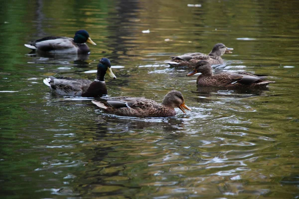 Patos Machos Hembras Nadan Lago Parque Público Ciudad — Foto de Stock