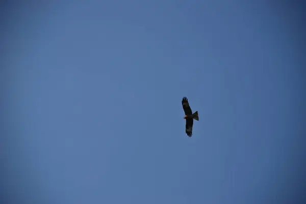 Altın Kartal yüksekten masmavi gökyüzünde uçuyor