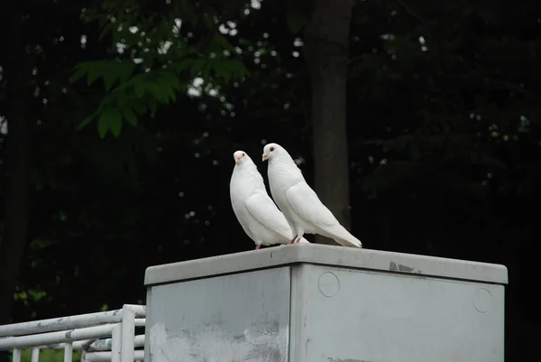 在公共城市公园的白鸽 — 图库照片