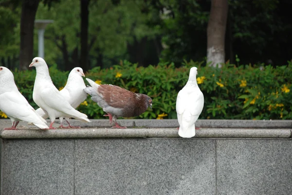 Pombas Brancas Parque Público Cidade — Fotografia de Stock