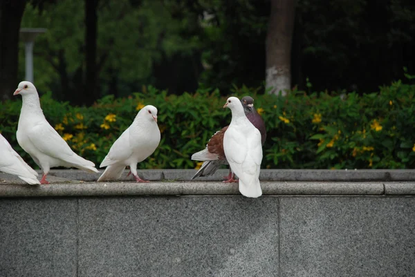 Białe Gołębie Publicznym Parku — Zdjęcie stockowe
