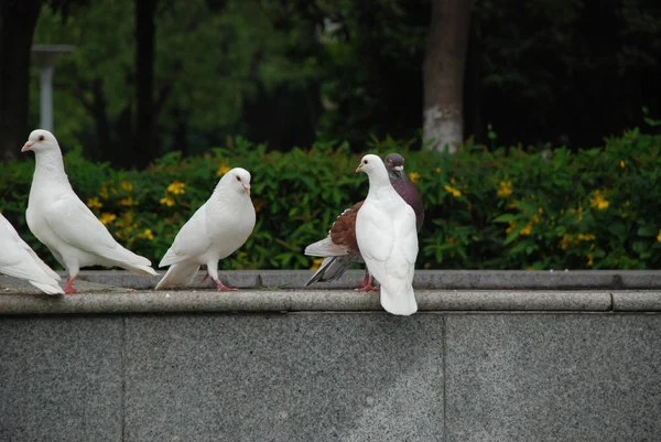 Palomas Blancas Parque Público Ciudad —  Fotos de Stock