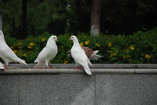 White Doves Public City Park — Stock Photo, Image