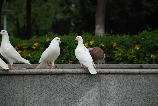 Nyilvános Városi Park Fehér Galambok — Stock Fotó