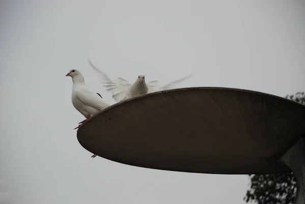 Dwa Białe Gołębie Ulicznych Latarni Deszczowy Dzień — Zdjęcie stockowe