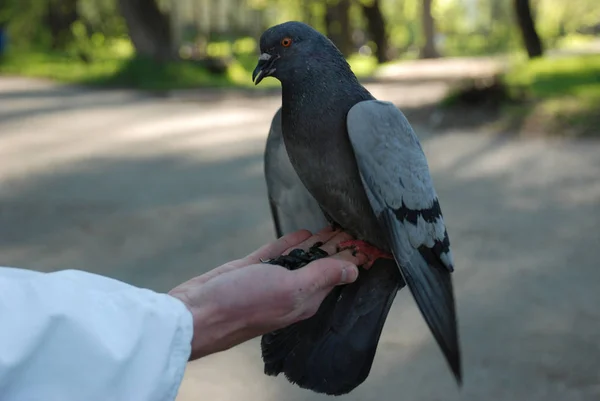 Feeding Doves Pigeons Hand — Stock Photo, Image