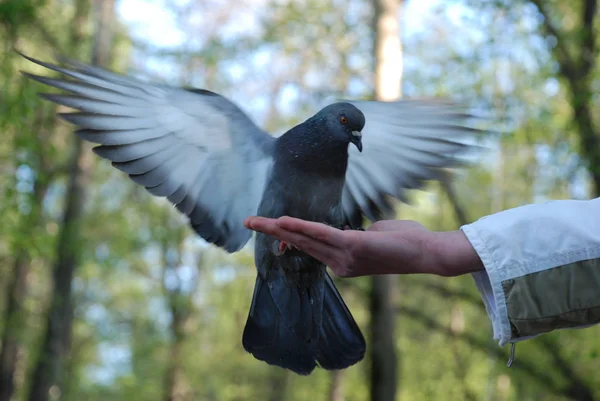 Feeding Doves Pigeons Hand — Stock Photo, Image