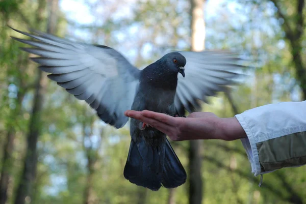 Nourrir Les Pigeons Colombes Main — Photo