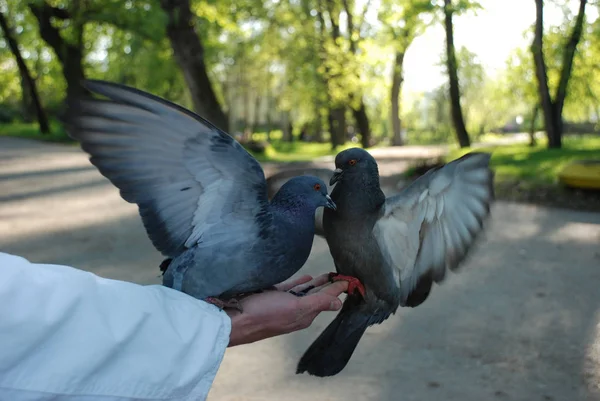 손에서 비둘기 비둘기 — 스톡 사진