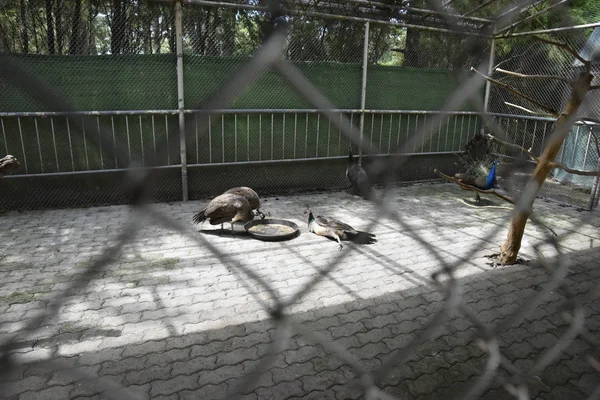동물원 제주도 한국에에서 — 스톡 사진