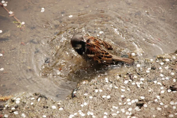 Sparrow Taking Spring Bath Water Standing Sand Bottom Surrounded White — Stock Photo, Image