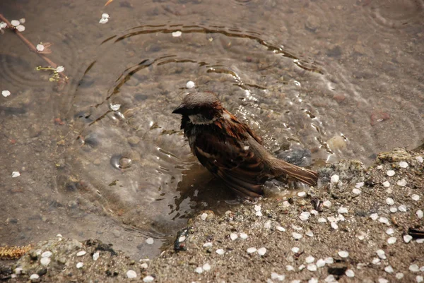 Pardal Tomando Banho Primavera Água Fundo Areia Cercado Por Pétalas — Fotografia de Stock