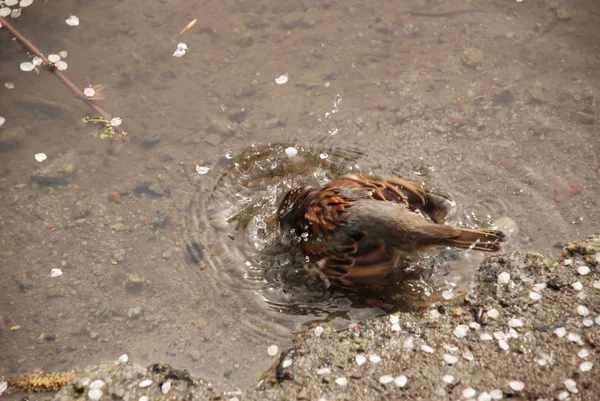 Pardal Tomando Banho Primavera Água Fundo Areia Cercado Por Pétalas — Fotografia de Stock