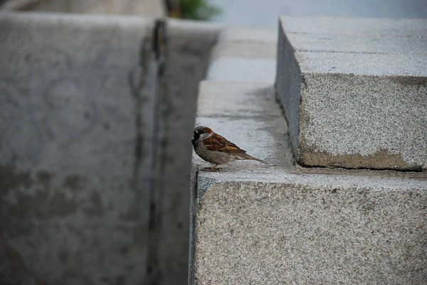 Şehrin binada taş duvar kenarına serçe sit