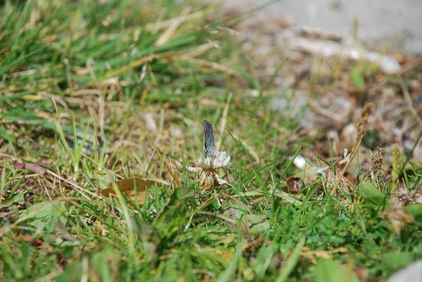 Yeşil çim zemin üzerine beyaz yonca çiçek kafasına mavi kelebek, daha yakından bakmak