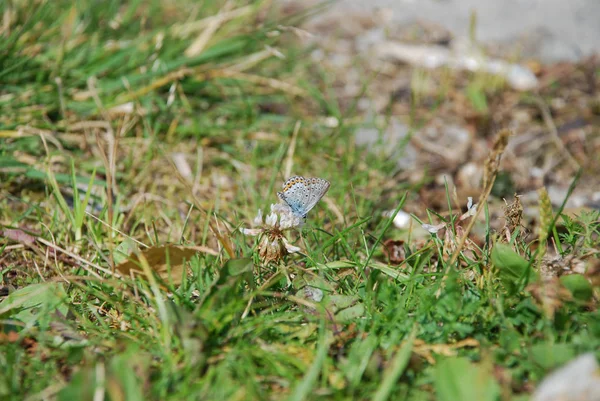 Closer Look Blue Butterfly White Clover Flower Head Green Grass — Stock Photo, Image