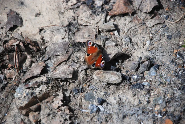 Imagen Detallada Mariposa Marrón Las Piedras — Foto de Stock