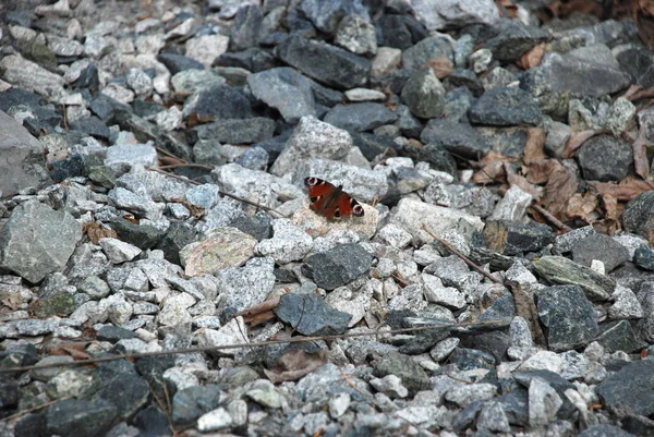 Imagen Detallada Mariposa Marrón Las Piedras — Foto de Stock