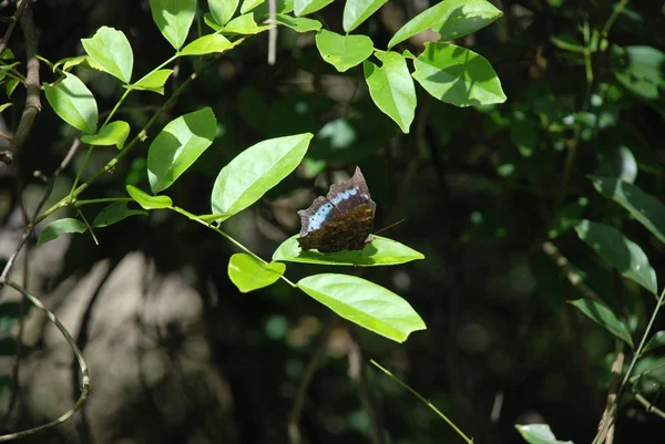 Синие Черные Крылья Бабочки Зеленом Листе Тропическом Лесу — стоковое фото
