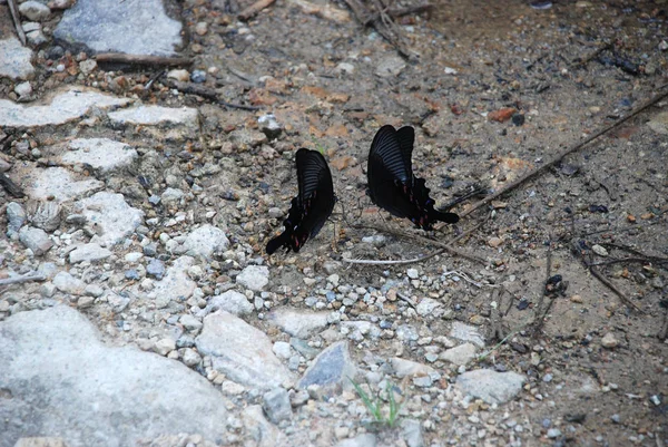 Dos Mariposas Bailando Infantes Unos Otros Las Piedras Cerca Del — Foto de Stock