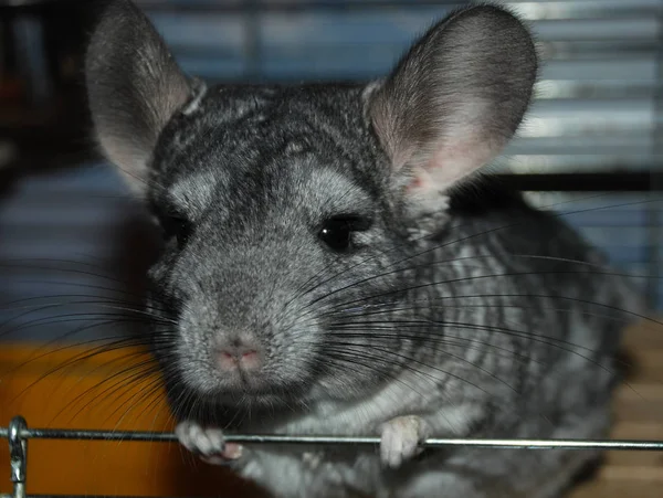 Chinchilla a pet indoor at human\'s house looks at the camera from the cage