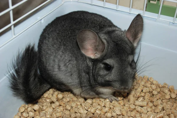 Chinchilla a pet indoor at human\'s house sneaking in the corner