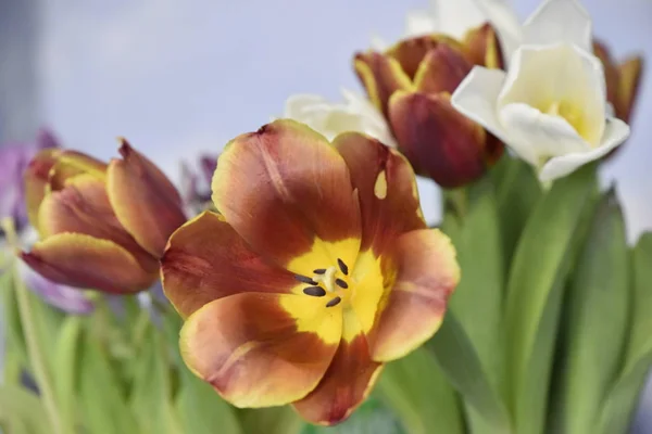 White red yellow and purple tulips flower heads on the light blue background