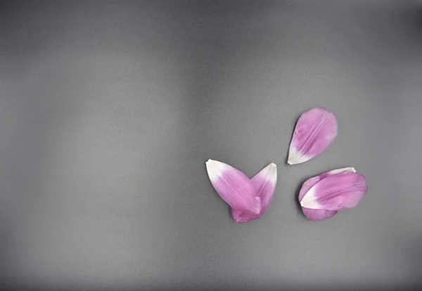 Mor Menekşe Pembe Lale yaprakları koyu gri arka plan üzerinde beyaz köşe kenar ile