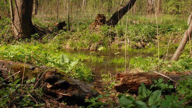 Şehrin dışında ormanın güneşli gününde bahar sel zaman
