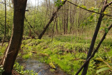 Şehrin dışında ormanın güneşli gününde bahar sel zaman