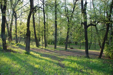 Ormanda erken günbatımı, güneş ışığı ağacın gövdelinden geçer