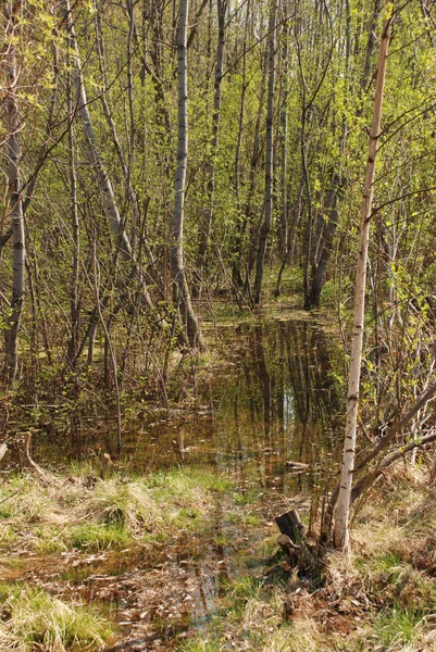 Весняний Потоп Сонячний День Лісі Містом — стокове фото