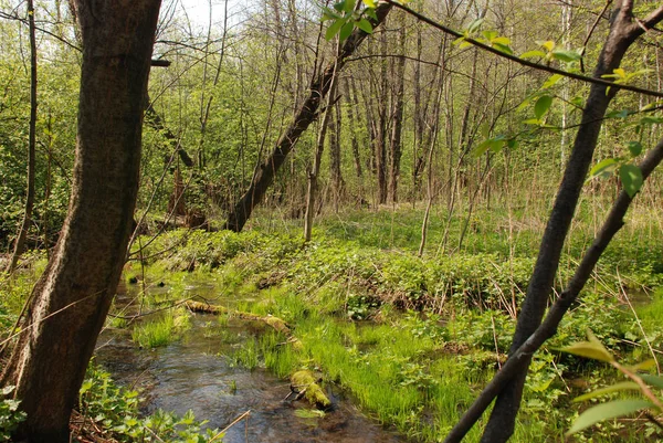 Vår Flod Tid Den Soliga Dagen Skogen Utanför Staden — Stockfoto