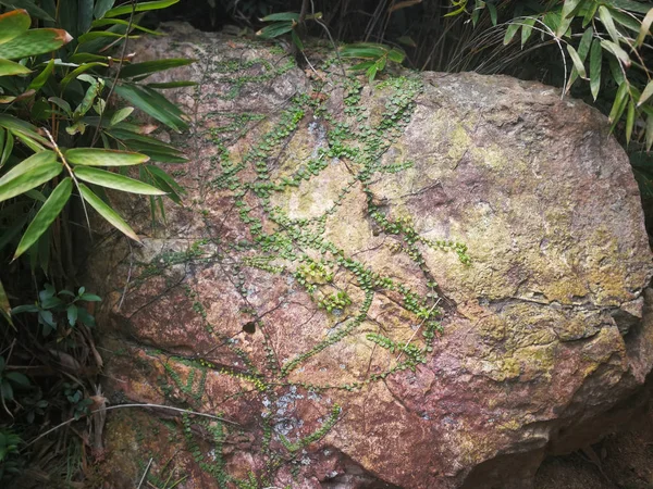 Pedra Com Planta Musgo Folhas Nele Parque Victoria Hong Kong — Fotografia de Stock