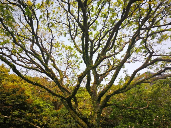 Einzigartiger Baum Der Äste Weit Parkwald Frühlingstag Hongkong Victoria Park — Stockfoto
