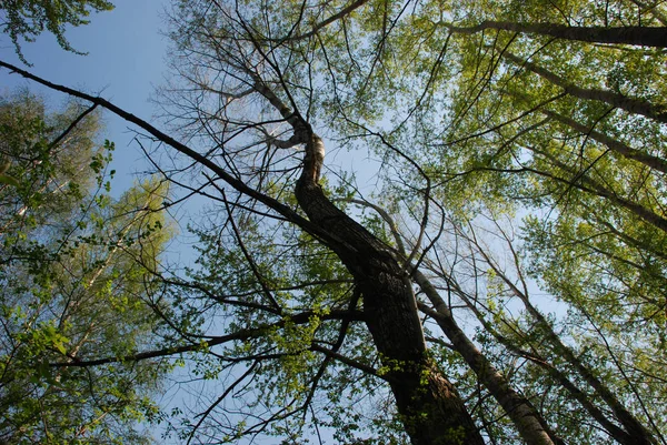 Vista Primaveral Del Cielo Través Las Ramas Troncos Grandes Árboles —  Fotos de Stock