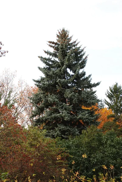 Großer Immergrüner Baum Herbstlichen Waldpark — Stockfoto