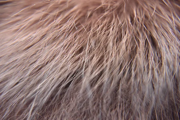 Look de primer plano de la piel de animal natural rojo —  Fotos de Stock