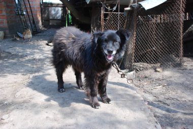 paslı zincir üzerinde köpek