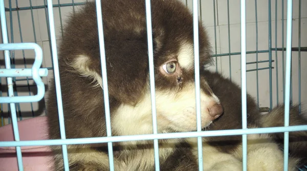 Benzersiz gözleri renk ile husky köpek yavrusu — Stok fotoğraf