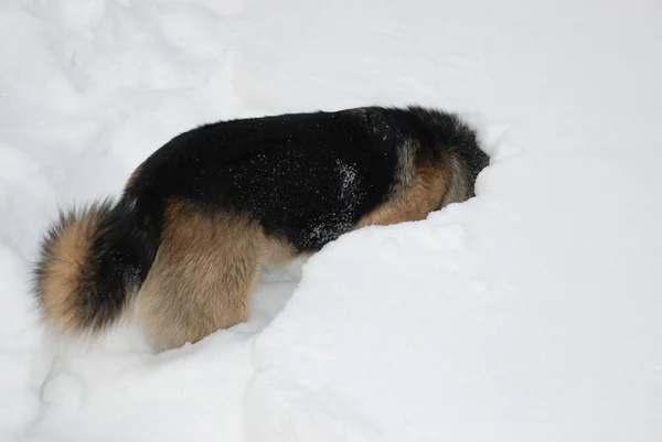 ドイツの羊飼いが雪に飛び込む — ストック写真