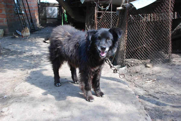 Paslı zincir üzerinde köpek — Stok fotoğraf