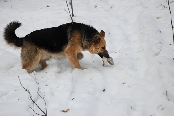 Street dog leker med handsken — Stockfoto