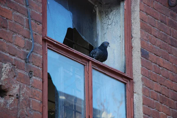 Lonely Pigeon Window Broken Glass Old Red Brick Building — Stock Photo, Image