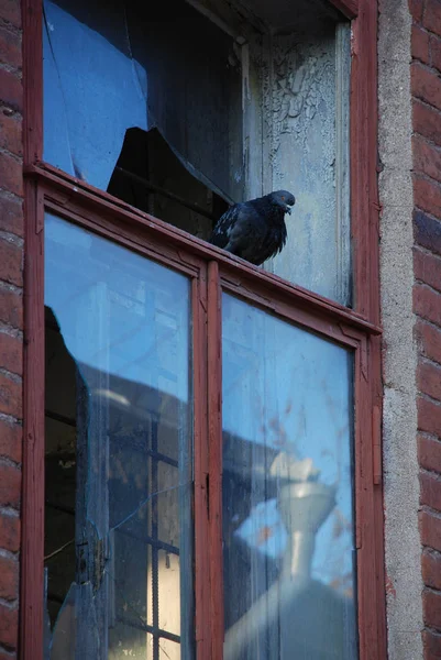Eski Kırmızı Tuğla Binada Kırık Cam Ile Pencerede Yalnız Güvercin — Stok fotoğraf