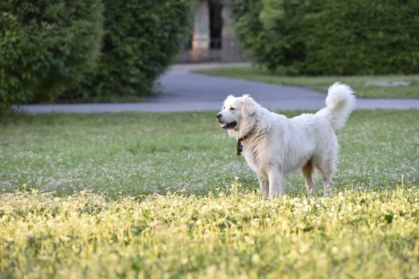 Duży biały pies w parku — Zdjęcie stockowe