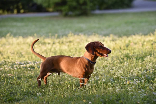 Standing still ginger dog — Stock Photo, Image